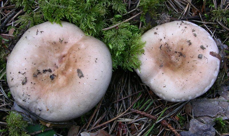 Russula da determinare.